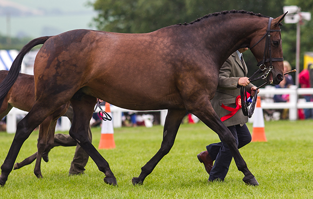 Chantry Clover Girl &amp;amp; Charles Upham - Cuddy Champion