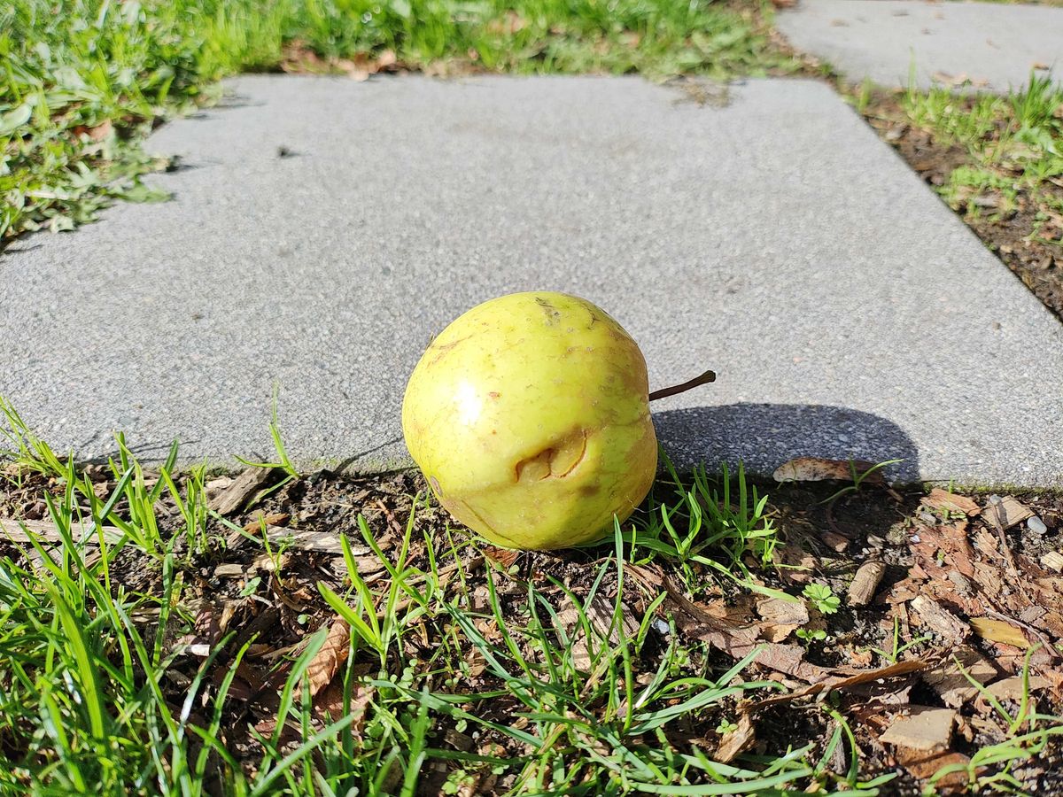 An apple on the ground