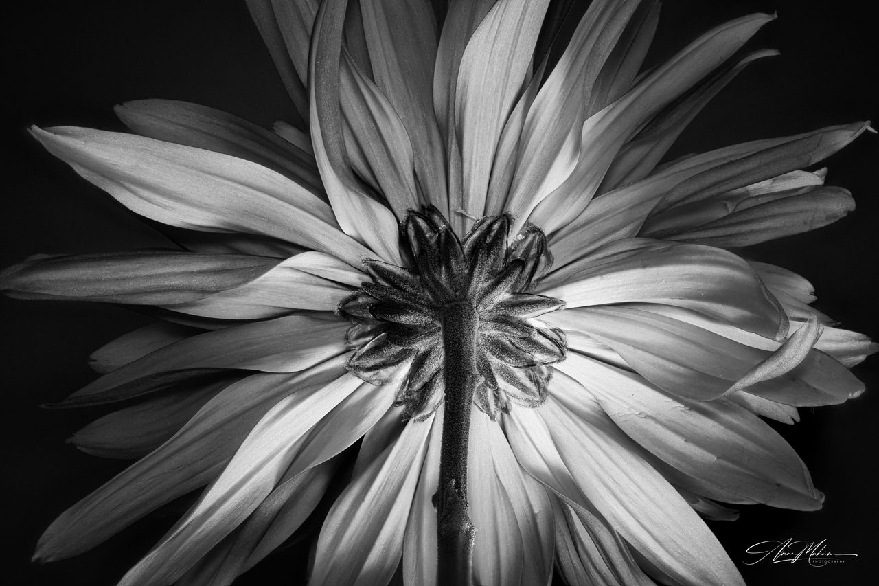 GuruShots - Powerful Black &amp; White Jan 26