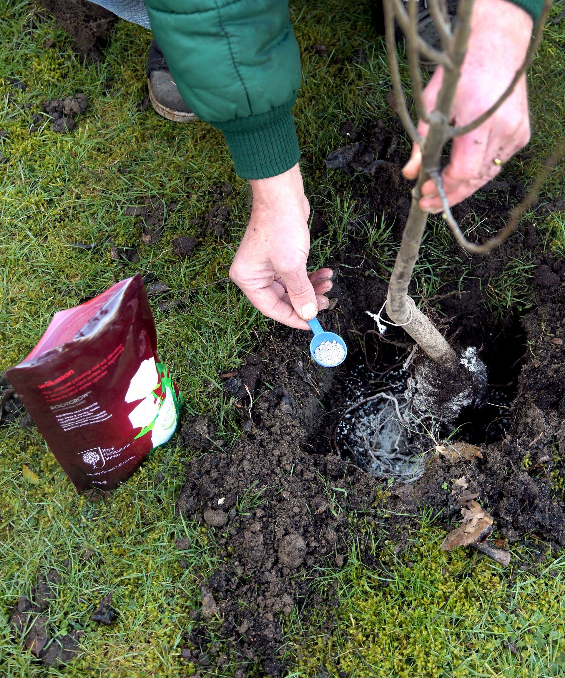 someone dropping a spoonful of mycorrhizal fungi into a planting hole while holding a tree