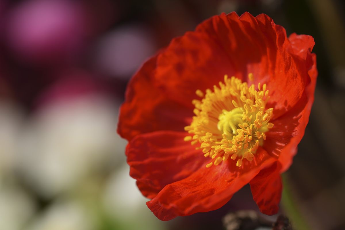 Flowers close up made with the Sony FE 70-200mm F4 G OSS II lens