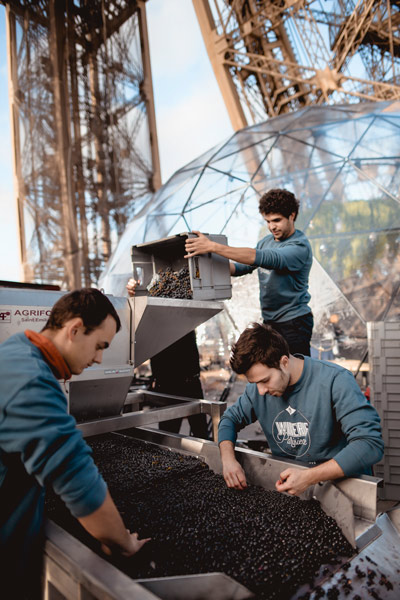 Eiffel Tower winery sorting grapes