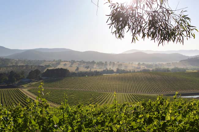 De Bortoli Dixons Creek vineyard