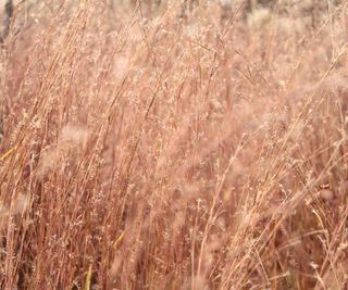 little bluestem grass in the winter