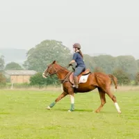 Polo lesson for beginners – £60 Polo lesson for beginners – £60