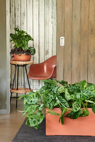 monstera plants in a pot in a wood paneled room in terracotta planters