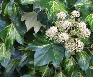 Fatshedera lizei 'Annemieke' tree ivy