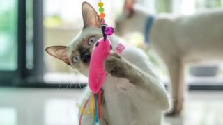 Siamese cat playing with toy