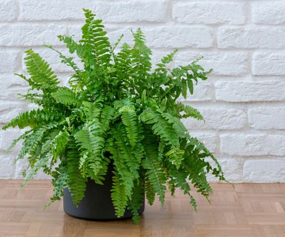 Best ferns to grow indoors: 5 expert picks | Homes & Gardens