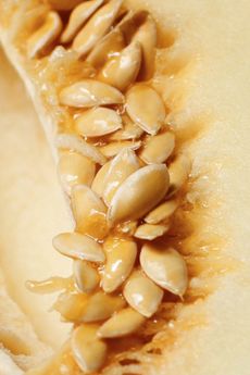 Close Up Of Seeds In A Melon