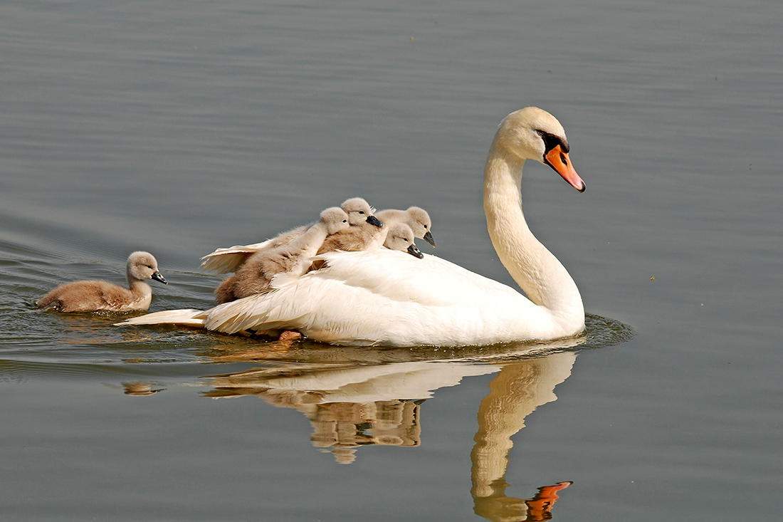 10 Animal Mothers That Carry Babies on Their Backs | Live Science