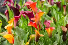 Colored Calla Lily Plants