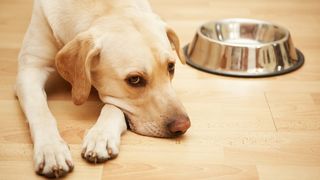 dog sits beside empty dish