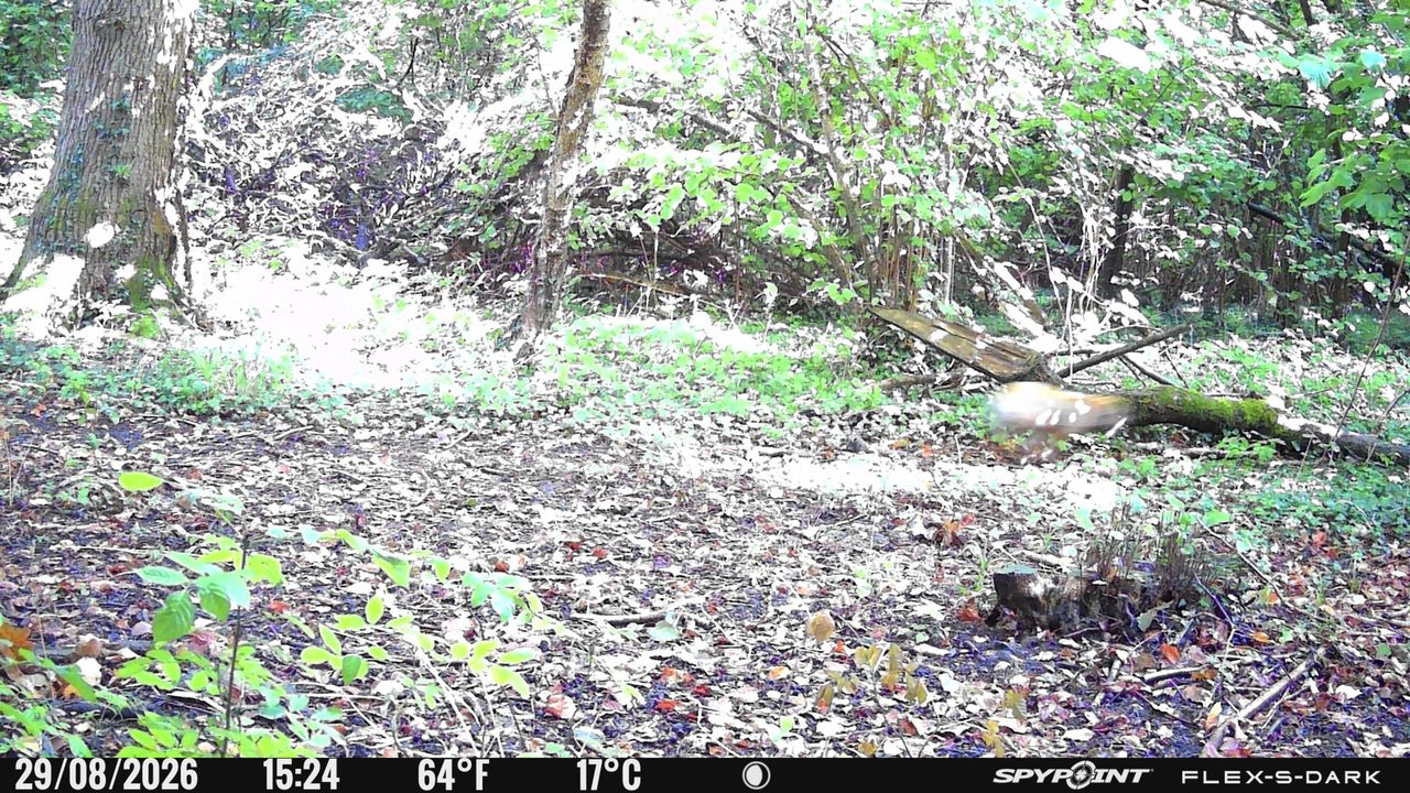 Daylight sample images from the Spypoint FLEX-S-Dark trail camera