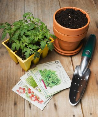 tomato plants, trowel and seed packets