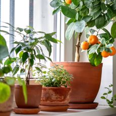 citrus plant with other plants near frosty window