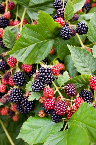 blackberries growing on a bush