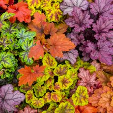 variety of colorful coral bells 