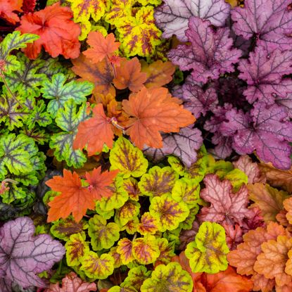variety of colorful coral bells