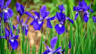 Blue irises