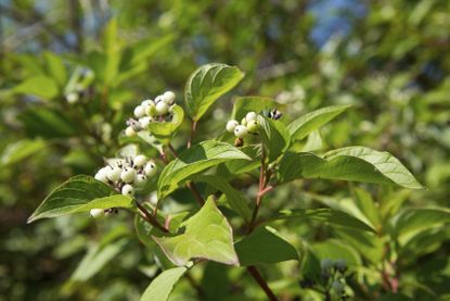 Shrubs With White Berries