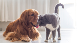 Dog sticking his tongue out as a cat stands in front of him