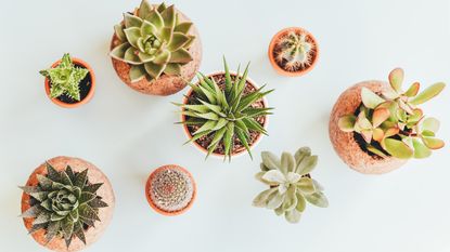 Best cactus growing kit