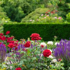Salvia and roses in garden