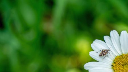 A tarnished plant bug sitting on a daisy bloom