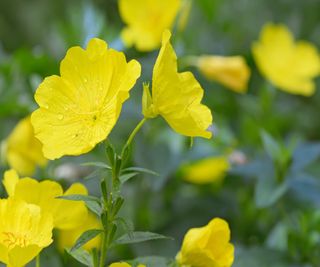 Evening Primrose