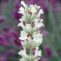 Lavender 'Arctic Snow' at Waitrose Garden