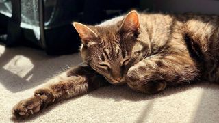 Cat lying on floor