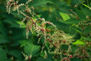 Japanese knotweed seeds on plant