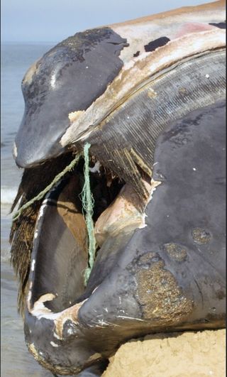 A male right whale, at least 19 years old, was found in Quebec with nearly its entire body entangled in filament rope. Investigators suspect the whale drowned because of the extent of the entanglement.