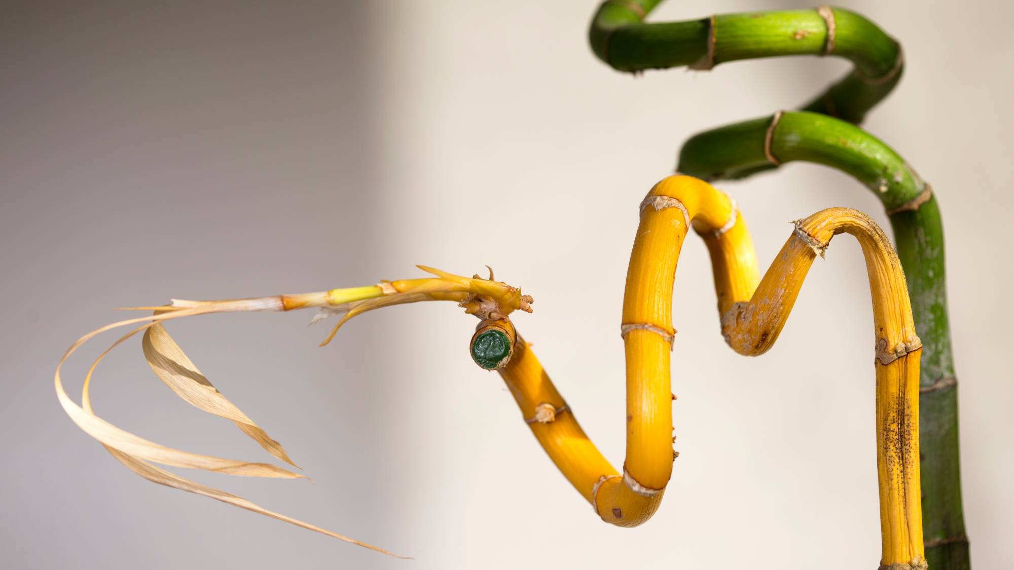 Lucky bamboo turning yellow