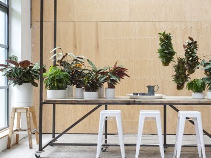 A table with houseplants in white pots