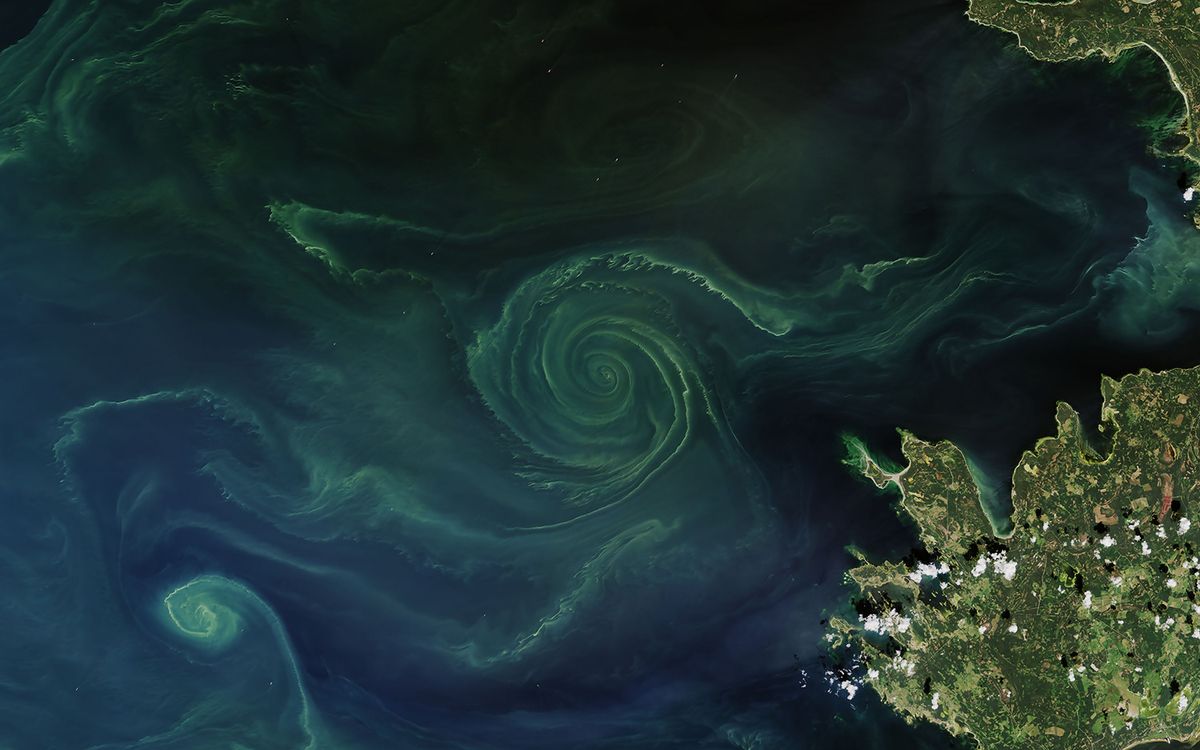 Algae bloom swirls. 