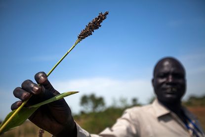 A dead crop in South Sudan.