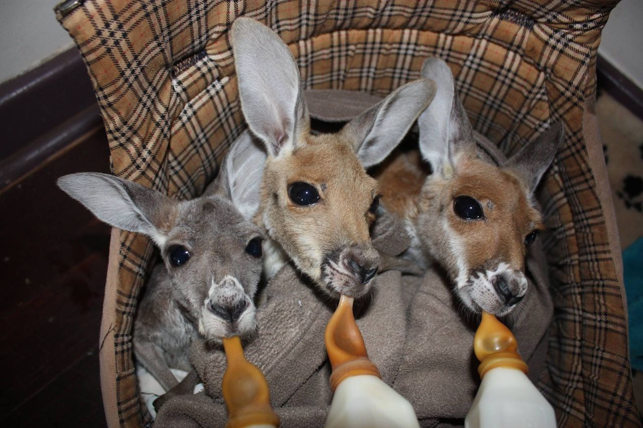 Kangaroos