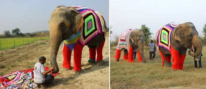 Phoolkali wearing the knitted jumper (left) elephants Laxmi and Bijli out for a walk.
