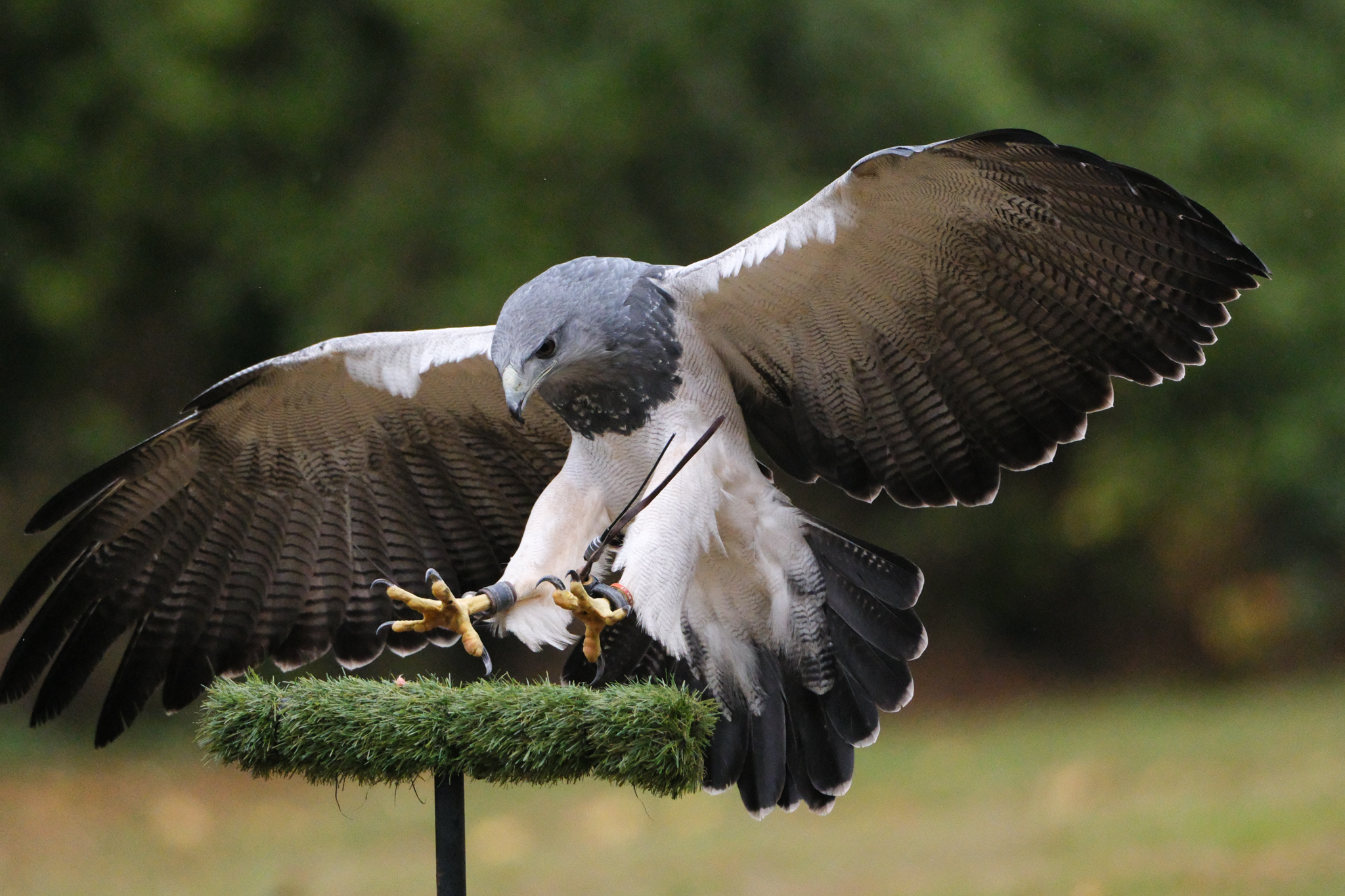 A photo of a bird of prey captured using a Fujifilm X-H2S and XF 400mm F4.5 R LM OIS WR telephoto lens