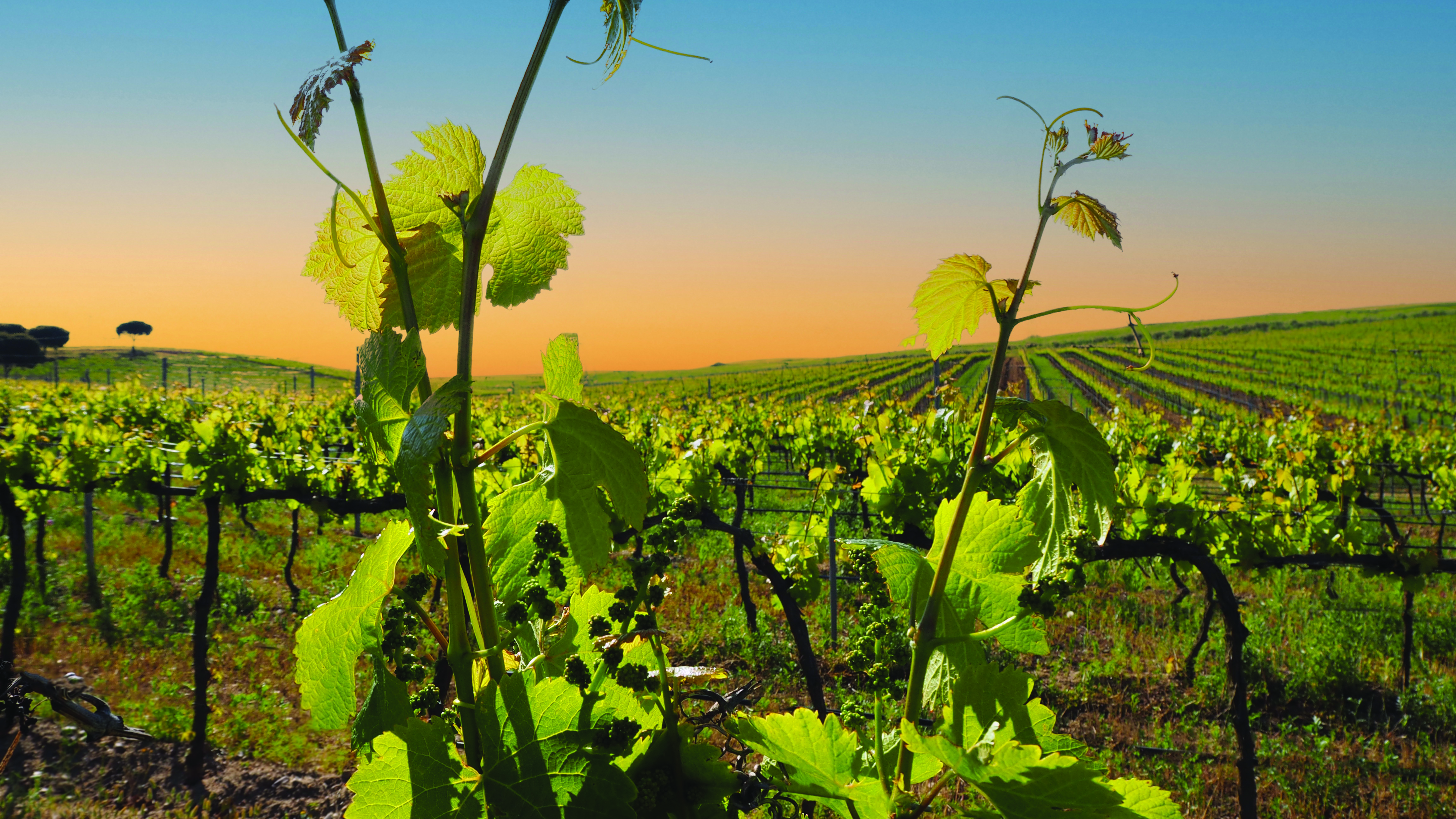 Close -up shot of a vine with a vineyard in the background, at sunrise
