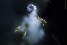 A photo called "Creation" shows spawning groupers in Fakarava, French Polynesia.