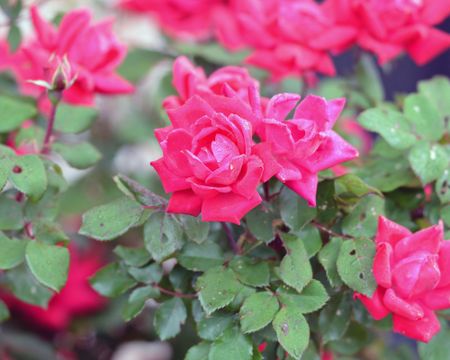 Pink Knock Out roses