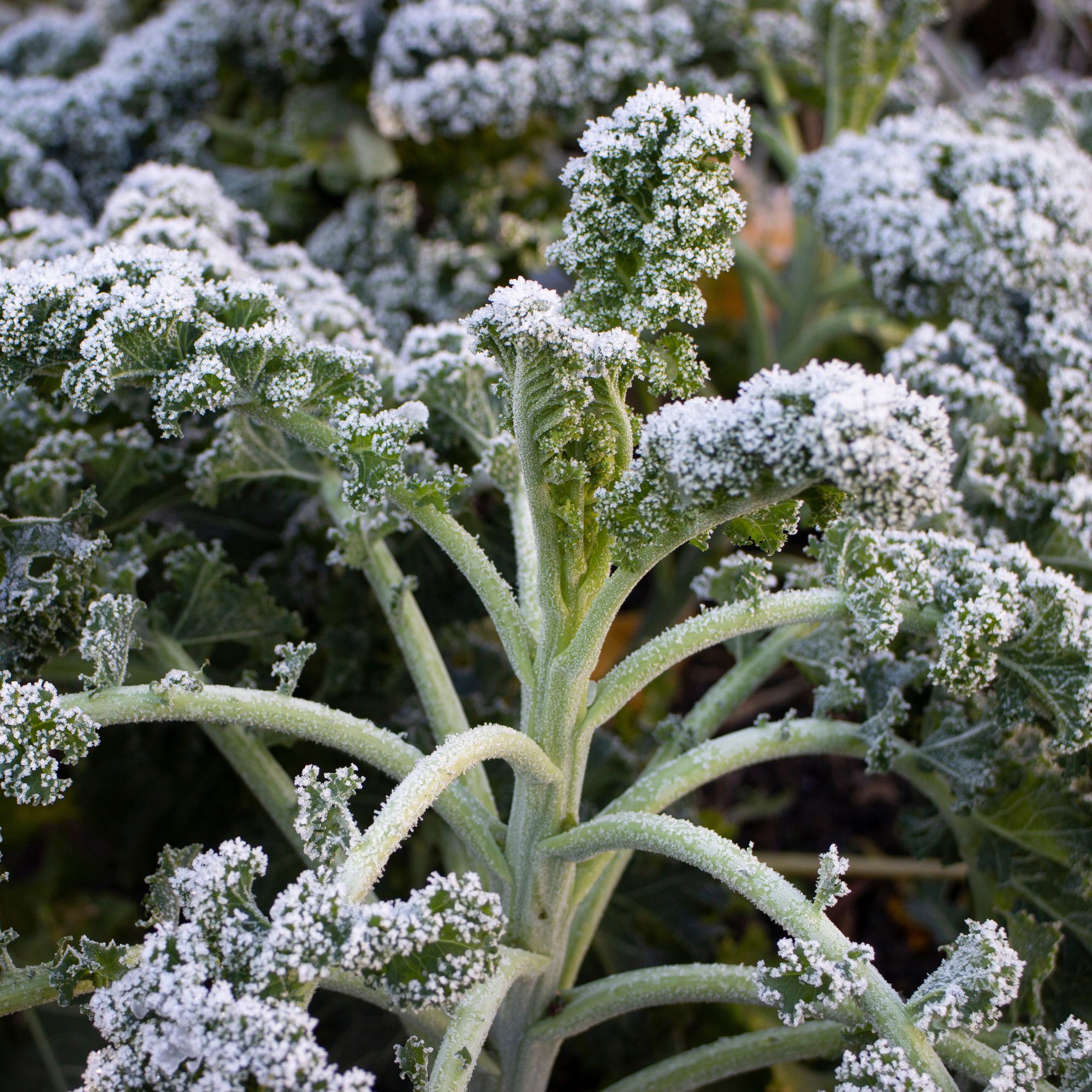 Kale covered in frost