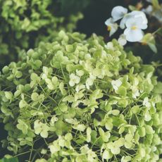 Close-up of a hydrangea flower