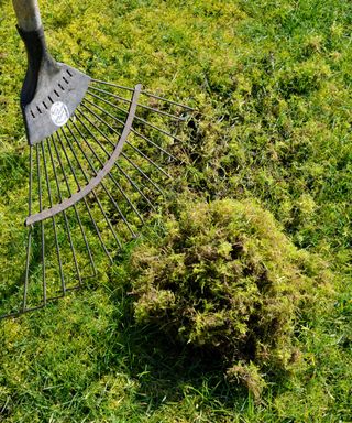 removing moss from a lawn with a spring tine rake