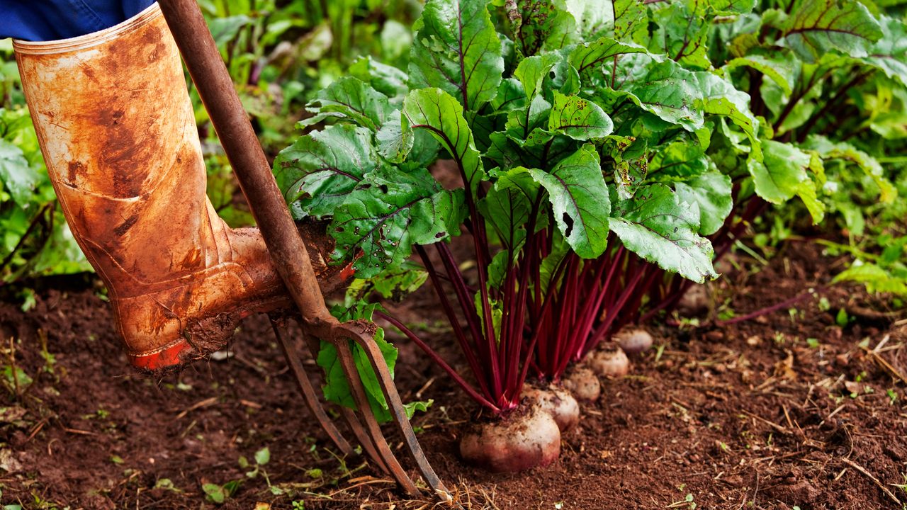 beetroot in a vegetable plot with main&#039;s welly boot and pitchfork- martin harvey - GettyImages-85307956