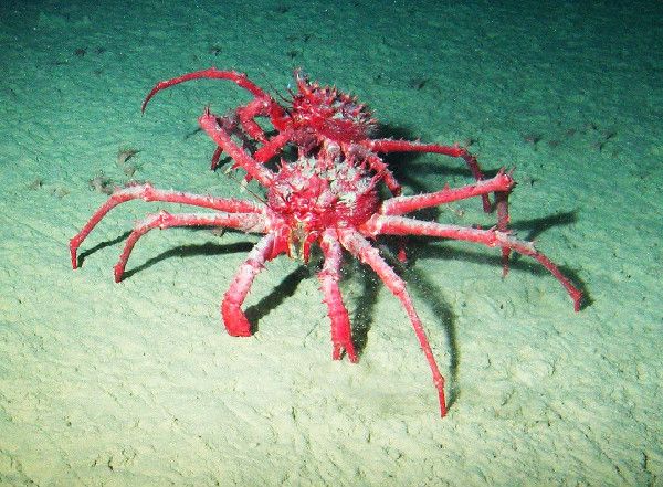 Two king crabs. King crabs were found in a deep basin on Antarctica&#039;s continental shelf.