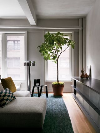 A living room with an indoor tree in a terracotta pot underplanted with moss